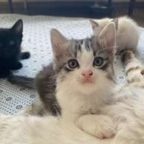 Котята в добрые руки, в Ставрополе