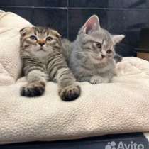 Шотландские короткошерстные котята, в Красноярске