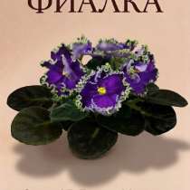 АВ-Гром и Молния фиалка детка, в Отрадном