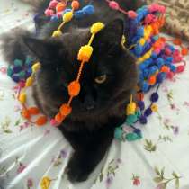 Отдаю бесплатно кота!!!, в Южно-Сахалинске