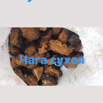 Куплю Чагу, в Томске