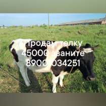 Продам телку, в Мариинске