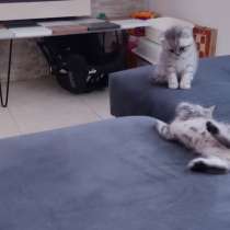 Британские короткошёрстные малыши !, в г.Ашдод
