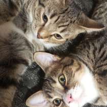 Отдам котят, в Красноуфимске