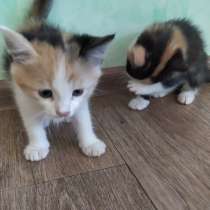 Котята даром, в Менделеевске