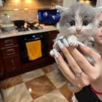 Котенок, в Истре