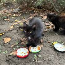 Отдам котят СРОЧНО!, в Краснодаре