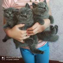 Шотландские котята, в г.Бендеры
