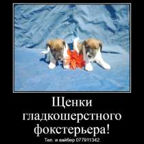 Щенки гладкошерстного фокстерьера!, в г.Тирасполь