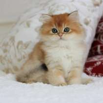 Котенок. Золотой британский мальчик, в Москве