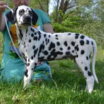 Dalmatian Puppies from White Gures, в г.Blankenfelde