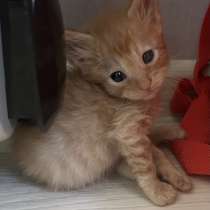 Котята в добрые руки, в Астрахани