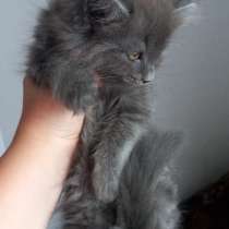Котята, в Крымске