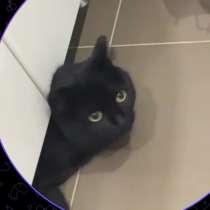 НАШЛИ КОШКУ, в Иркутске