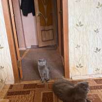 Кошка, в Москве