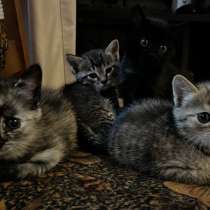 Отдам в добрые руки котят, в Новосибирске