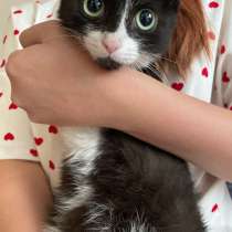 Котенок, в Томске