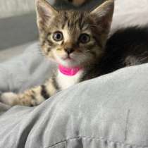 Отдам котят, в Кызыле