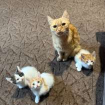 Котята в добрые руки!, в Новокузнецке