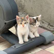 Котята, в Махачкале