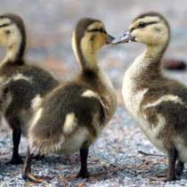 Домашняя птица. Суточный молодняк. Инкубатор Энем, в Краснодаре