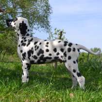 Dalmatian Puppies from White Gures, в г.Acton Bridge