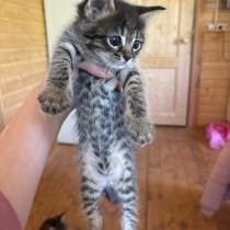 Котята бесплатно, в Томилино