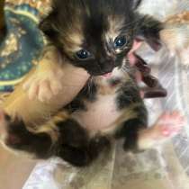 Котята, в Улан-Удэ