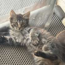 Котенок, в Саратове