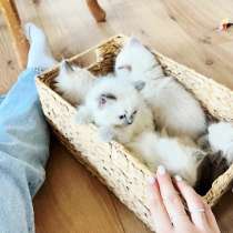 Ласкуши девочки Рэгдолл, в Казани