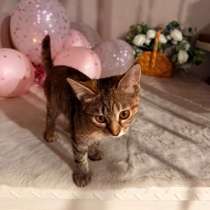 Котёнок в добрые руки, в Ставрополе