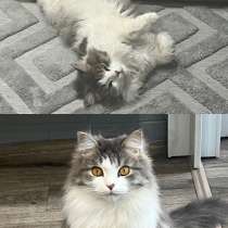Котик, в Красноярске