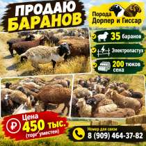 Продам 35 баранов, в Краснодаре