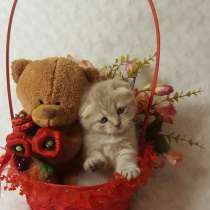 Котята этим летом, в Дубне