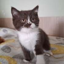 Британские котята, в Москве