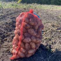 Продам картофель, в Бийске