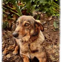 Интеллигентная маленькая девочка, 5 лет, в Цимлянске