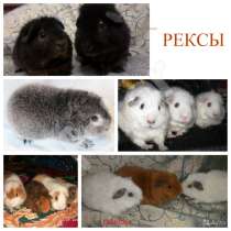 Морские свинки рексы-девочки, в Уфе