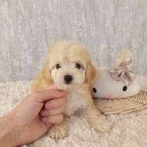 Щенки мальтипу девочки и мальчики maltipoo, в г.Берлин