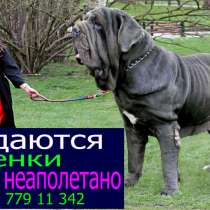 Продаются щенки - мастино неаполетано!!!, в г.Бендеры