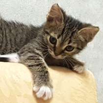 Котенок в добрые руки. Забавный Степка, 1,5 мес, в Москве