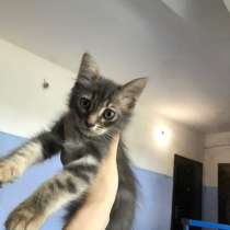 Котенок, в Махачкале