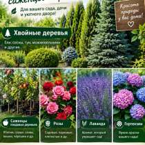 Туи и саженцы, в Москве