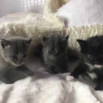 Котята в добрые руки, в Котласе