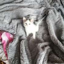 Котёнок, в Челябинске