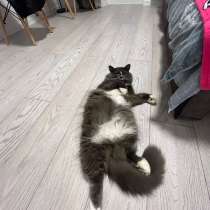 Отдам кота в добрые руки, в Санкт-Петербурге
