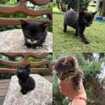 Котята, в Реутове