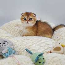 Scottish Fold, в г.Tobyhanna