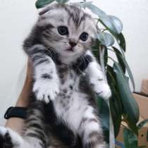 КОТИК мраморный, яркий окрас, в Казани