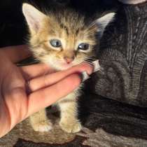 Отдам котят, в Екатеринбурге